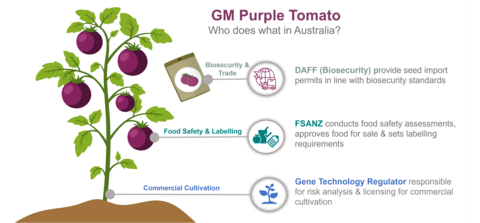 Infographic titled “GM Purple Tomato – Who does what in Australia?” showing a purple tomato plant with three government responsibilities listed alongside.  Biosecurity & Trade – DAFF (Biosecurity) provides seed import permits in line with biosecurity standards. Illustrated with an icon of a clipboard and a truck.  Food Safety & Labelling – FSANZ conducts food safety assessments, approves food for sale, and sets labelling requirements. Illustrated with an icon of an apple, beaker, and label.  Commercial Cult