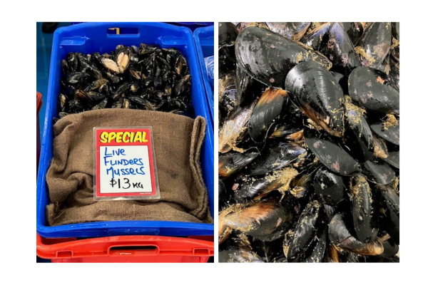 Flinders Mussels - Live Flinders Mussels